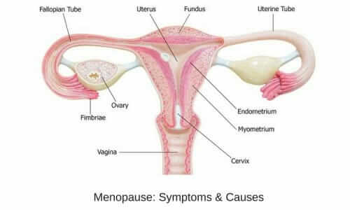 Menopause: Symptoms & Causes