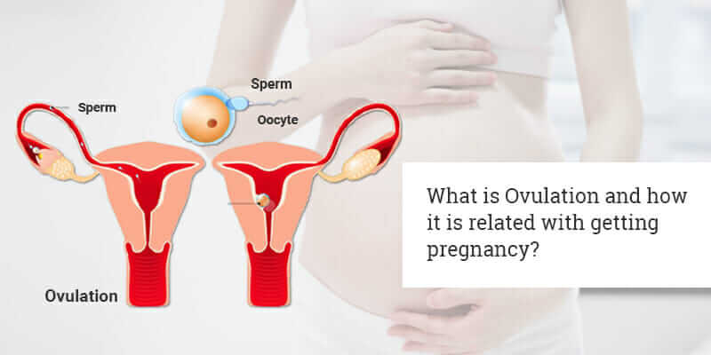 What is Ovulation and how it is related with getting pregnancy?