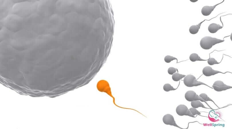 How to Increase Sperm Count for Better Male Fertility