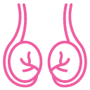 testicles